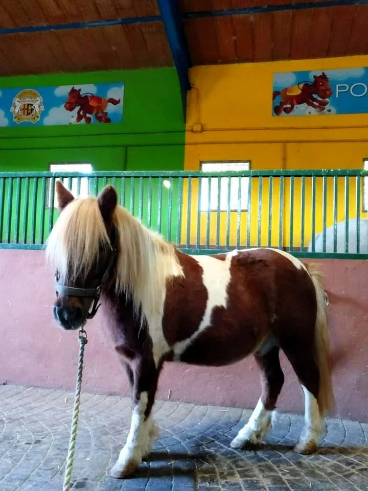 Mis Primeros Pasos - Escuela de Arte Ecuestre Costa del Sol
